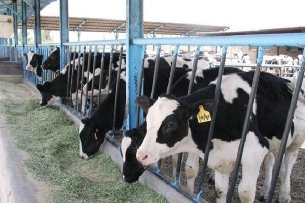 احتمال آزادسازی صادرات و واردات شیر خشک با ارز نیمایی