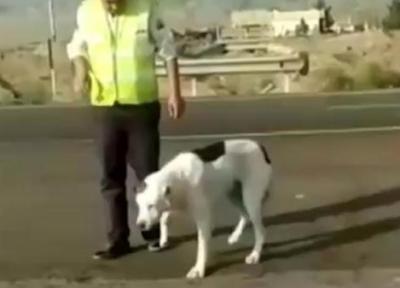 فیلم احساسی از پناه دادن به سگ زخمی به وسیله پلیس مهربان در نیشابور