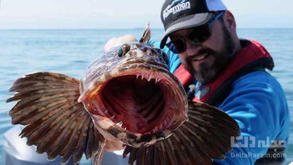 مخوف ترین ماهی اقیانوس آرام با 550 دندان