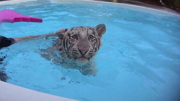 طراحی نمای ویلا: شنا با حیوانات وحشی در باغ وحشی در فلوریدا!