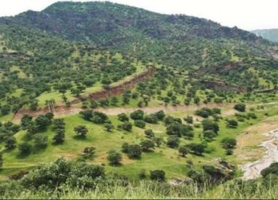 20 میلیارد تومان برای تقویت جنگل های استان همدان اختصاص داده شد