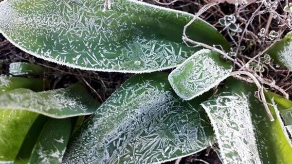 گیاهانی که در یخبندان زنده می مانند!