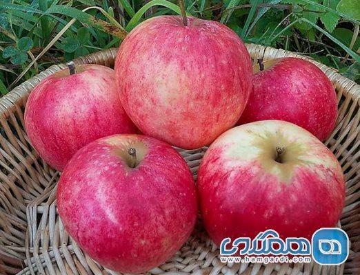 جشنواره سیب و انگور در مشگین شهر برگزار می گردد