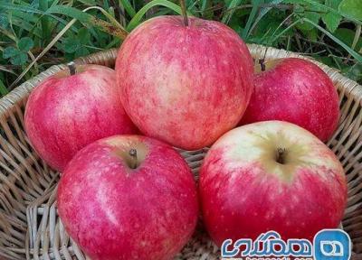جشنواره سیب و انگور در مشگین شهر برگزار می گردد