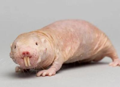 چطور موش کور برهنه با زیست اجتماعیِ شبیه مورچه ها، قوانین زیست شناسی پستانداران را تغییر می دهد؟